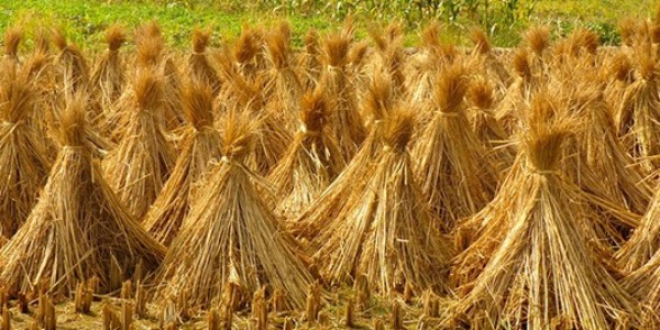 秸稈打包機(jī)有什么用？秸稈打包機(jī)工作原理詳細(xì)介紹